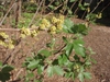 Flower and Leaves