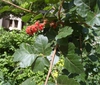 Rhus aromatica