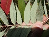Pale underside of leaf
