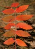 Orange-red fall color of leaves