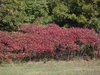 Rhus typhina