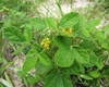 Form in bloom