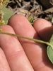 Stem with hairs