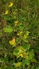 Erect form