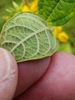 Underside of leaf