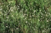 Rhynchospora colorata
