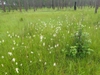 Native habitat