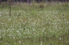 Naturalized