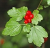 Fruit