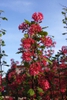 Ribes sanguineum 'Pulborough Scarlet' Flower