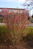 Ribes sanguineum 'Pulborough Scarlet' Form