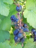 Ribes sanguineum