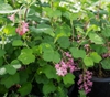 Ribes sanguineum