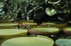 Victoria amazonica