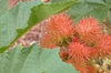 Ricinus communis