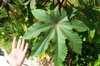 Ricinus communis