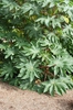 Ricinus communis