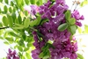 Raceme of flowers