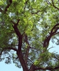 Mature form