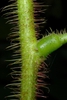 Stem with bristly hairs (Forsyth County, NC)-Early Summer