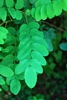 Compound leaves (Forsyth County, NC)-Early Summer