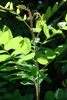 Stem with bristly hairs (Forsyth County, NC)-Early Summer