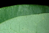 Front and back of leaf c