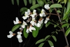 Raceme of flowers (Guilford County, NC)-Mid spring