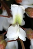 White flower close-up (Guilford County, NC)-Mid Spring