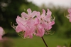 Rhododendron vaseyi