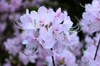 Rhododendron vaseyi