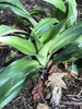 Rohdea Japonica