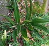 Form of R. japonica