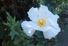 flower and form