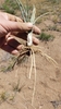 Roots, bulbs and leaves in June in Lassen County, California