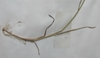 Root and shoot in June in Cuyahoga County, Ohio