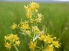 Rorippa palustris flowers