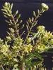 Rorippa palustris L.