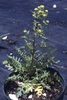 Rorippa palustris L.