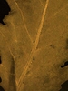 Rorippa palustris L.