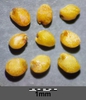 Rorippa palustris seeds