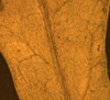 Rorippa sylvestris L.