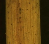 Rorippa sylvestris L.