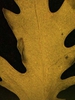 Rorippa teres abaxial leaf surface