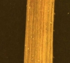 Rorippa teres stem