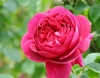 Pink double flower