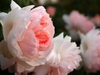 Rosa 'AUSreef'