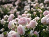 Rosa 'AUSreef'