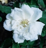 White semi-double rose flower.