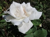 White semi-double rose flower.